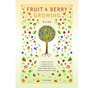 Aracaria Fruit Berry Growing Guide