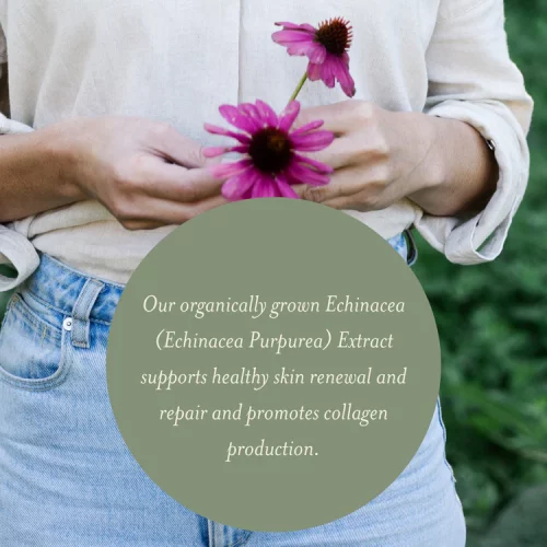 An image of a woman holding a purple flower in front of a label that says "Our organically grown echinacea (Echinacea Purpurea) Extract supports healthy skin renewal and repair and promotes collagen production."