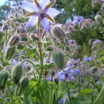 LittleSunSeeds Borage plant in the wild