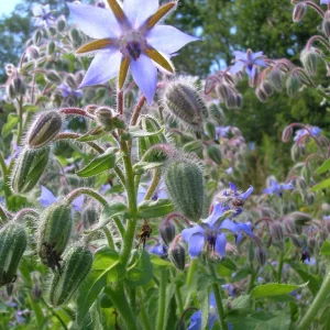 LittleSunSeeds Borage plant in the wild