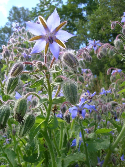 LittleSunSeeds Borage plant in the wild