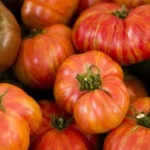 Many LittleSunSeeds Large Heritage Tomato stacked on one another