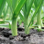 LittleSunSeeds Leek in the ground