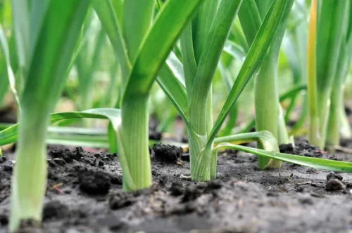 LittleSunSeeds Leek in the ground