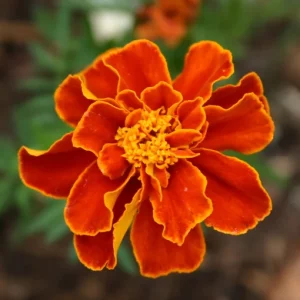 One LittleSunSeeds Marigold