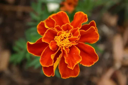 One LittleSunSeeds Marigold
