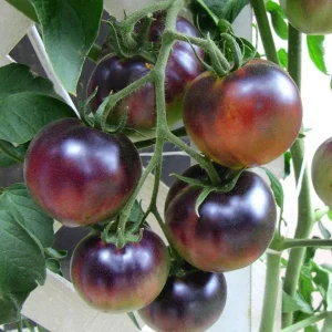 LittleSunSeeds Red Cherry Tomatoes hanging on the plant