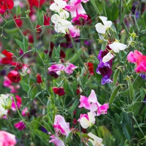LittleSunSeeds Sweet Pea growing in the wild