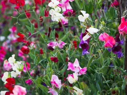 LittleSunSeeds Sweet Pea growing in the wild