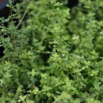 LittleSunSeeds Thyme planted in a pot