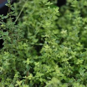LittleSunSeeds Thyme planted in a pot