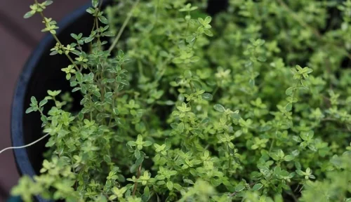 LittleSunSeeds Thyme planted in a pot