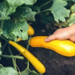 A hand picking a LittleSunSeeds Yellow Zucchini off the plant
