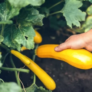 A hand picking a LittleSunSeeds Yellow Zucchini off the plant