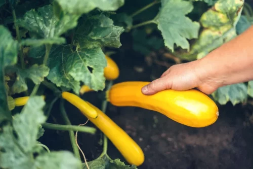 A hand picking a LittleSunSeeds Yellow Zucchini off the plant
