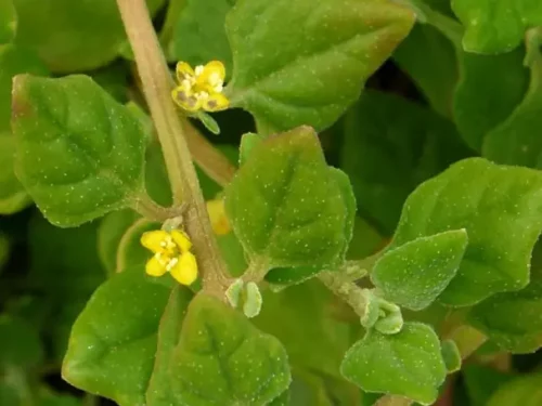 LittleSunSeeds Spinach