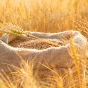 Organic Flour Mills Wheat Grain in a sack in a wheat field
